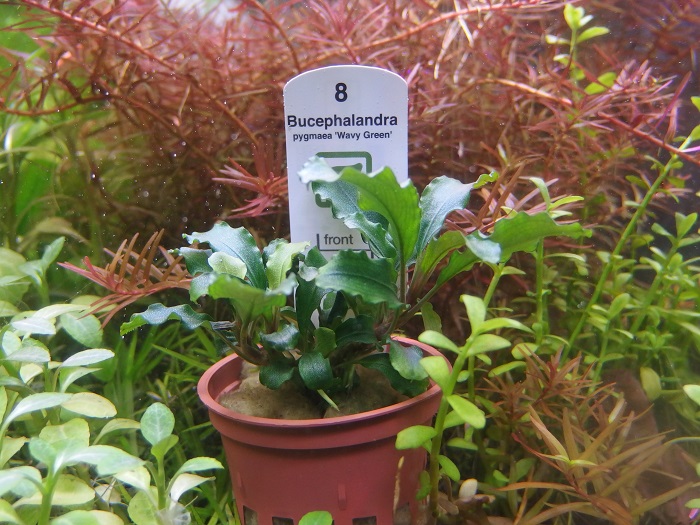 ブセファランドラ ピグマエア