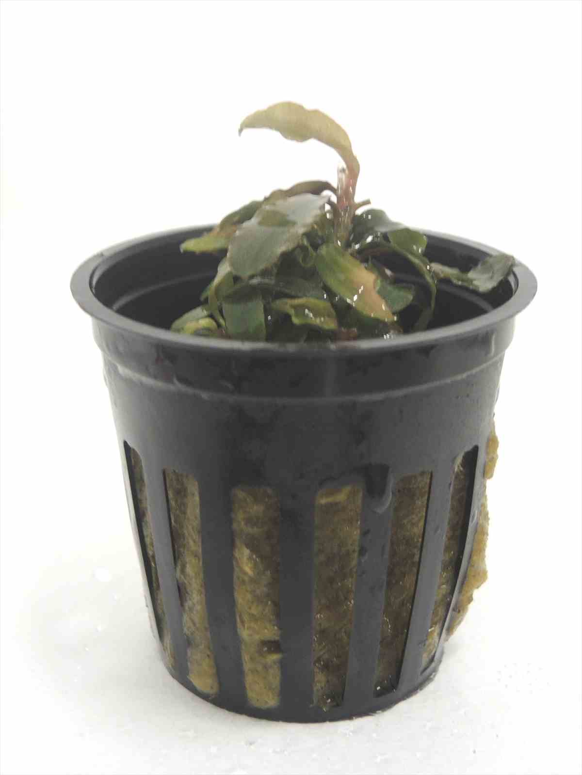 ブセファランドラ ブラウニー フェニックス