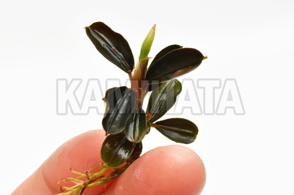 ブセファランドラ ラウンドリーフ