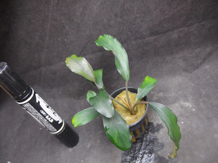 ブセファランドラ 'ブロードリーフ'