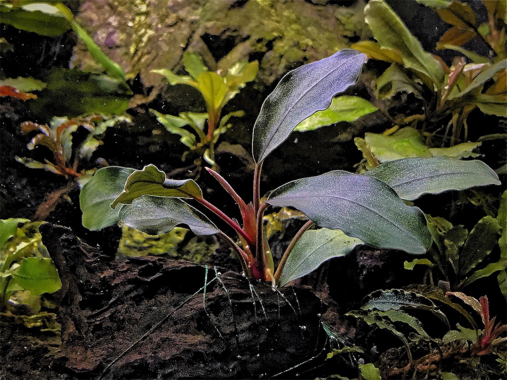 ブセファランドラ sp. アラマンダ