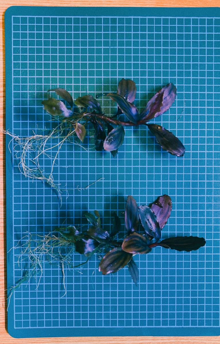 ブセファランドラ sp. アルテミス