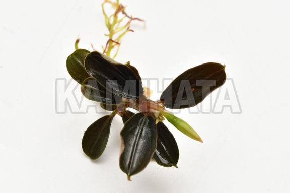 ブセファランドラ sp. クダガン ラウンドリーフ