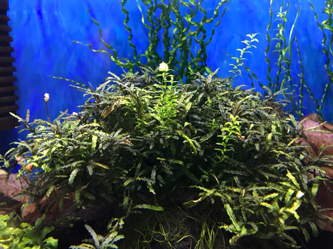 ブセファランドラ sp. クダガンブラウンロング