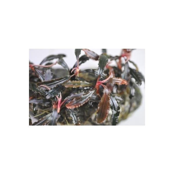 ブセファランドラ sp. クダガン