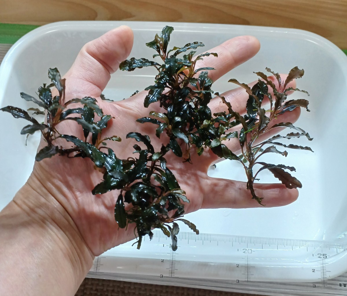 ブセファランドラ sp. クダガン