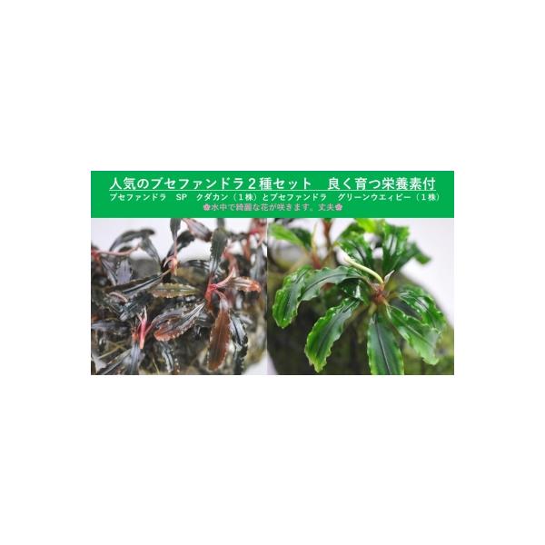 ブセファランドラ sp. グリーンウェイビー