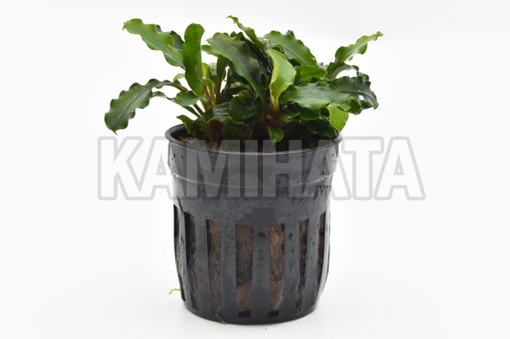 ブセファランドラ sp. グリーンウェイビー