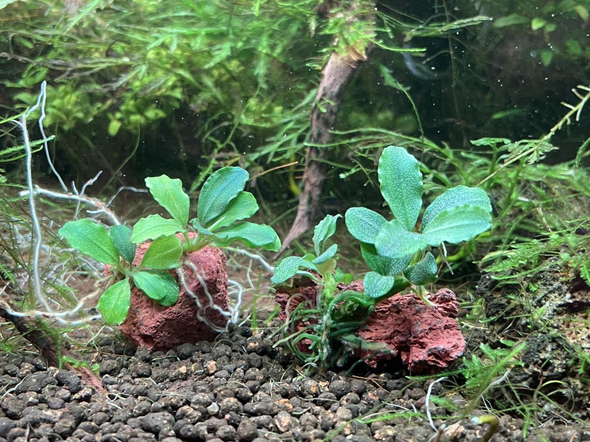 ブセファランドラ sp. グリーンジェイド