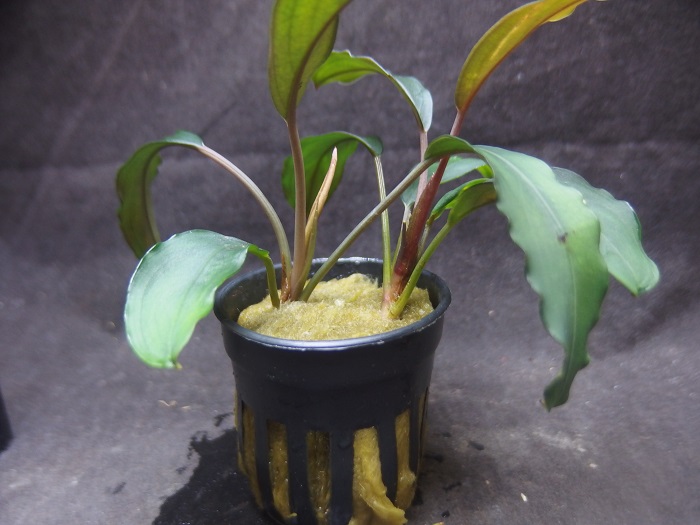 ブセファランドラ sp. グリーンブロードリーフ