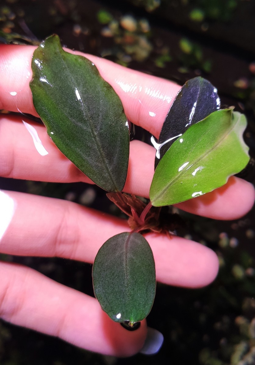 ブセファランドラ sp. シルバーイーグルレッド