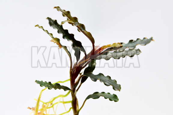 ブセファランドラ sp. タイタン