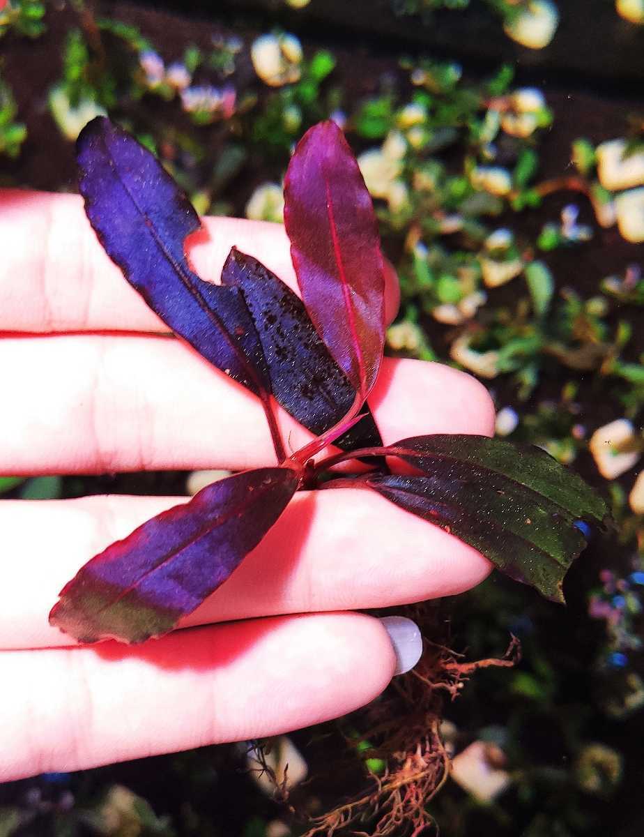 ブセファランドラ sp. ディープブルー