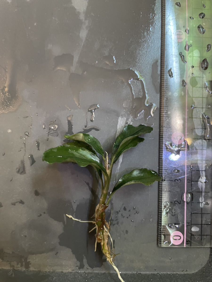 ブセファランドラ sp. ハデス