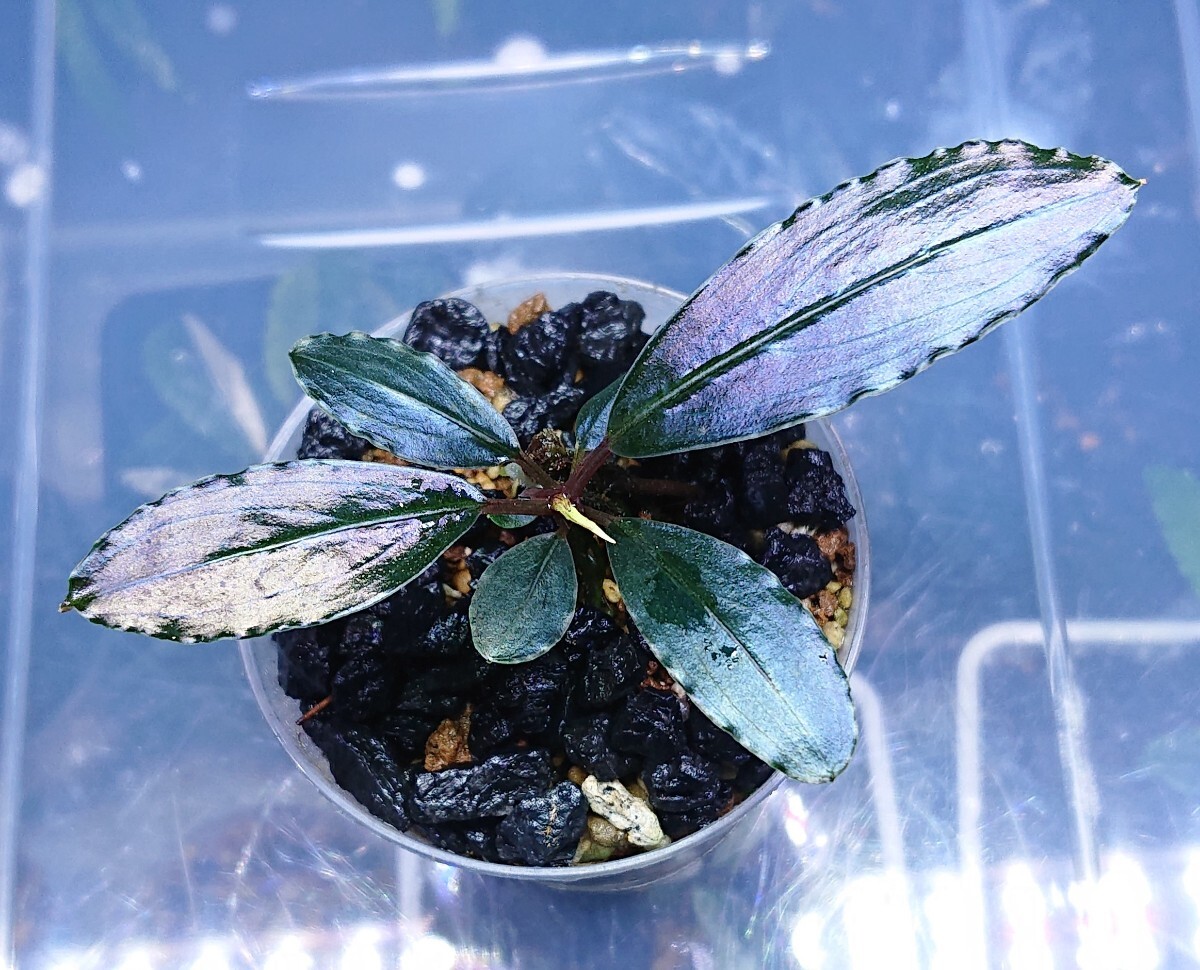 ブセファランドラ sp. パープルウェーブ