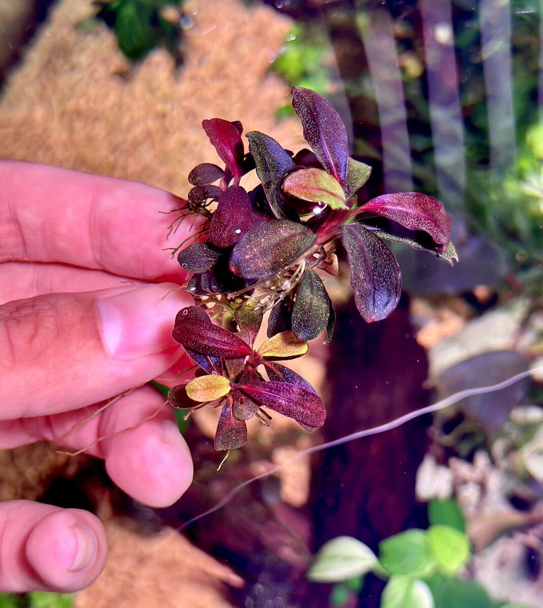 ブセファランドラ sp. ピグミー