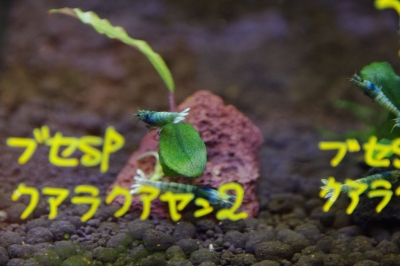 ブセファランドラ sp. ブラウニー カプアス