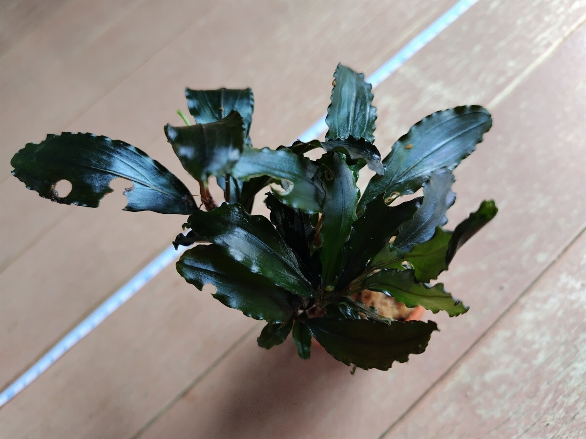 ブセファランドラ sp. ブラウニー パープル