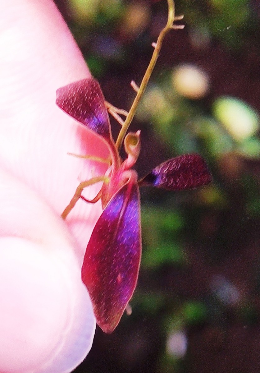 ブセファランドラ sp. ブラウニーフェニックス