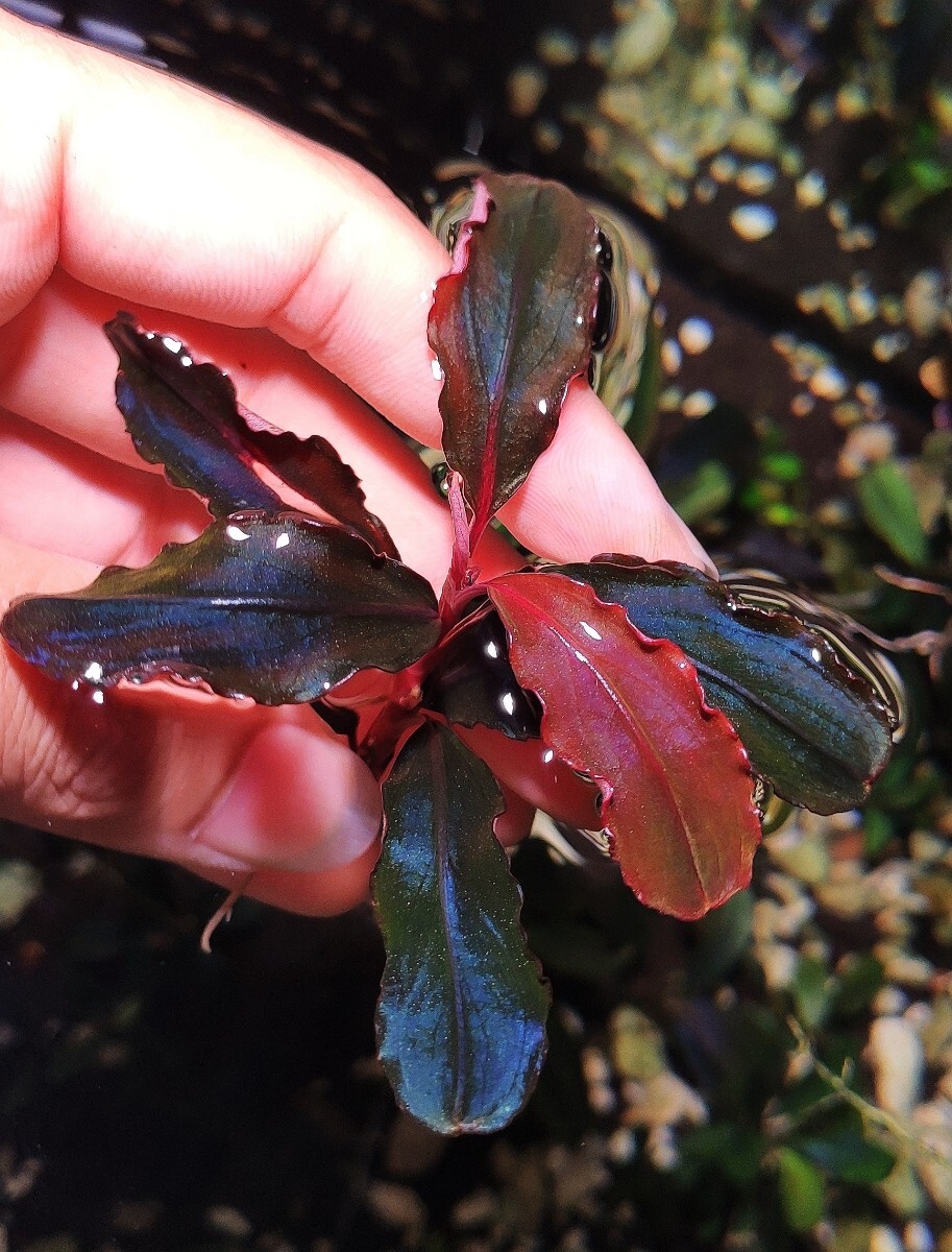 ブセファランドラ sp. ブラウニーブルー