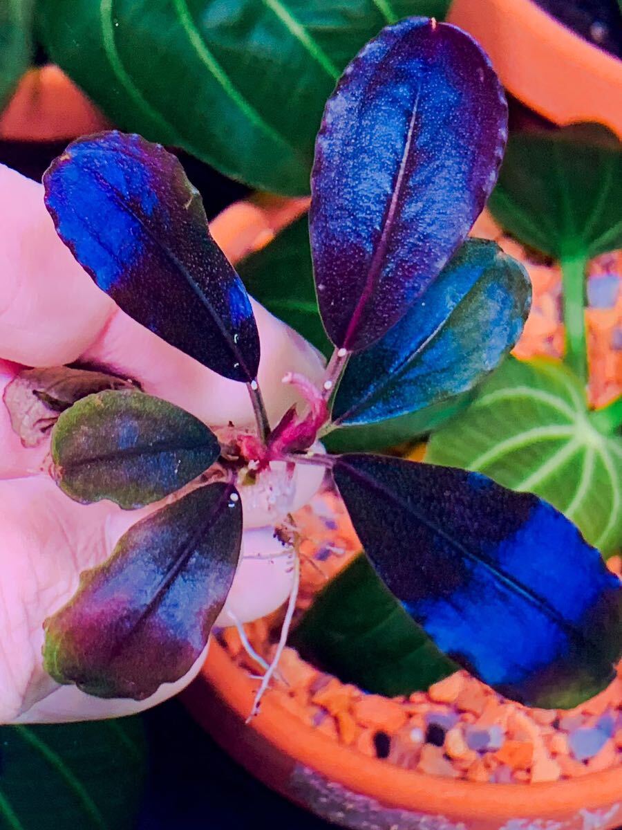 ブセファランドラ sp. ブラックパール