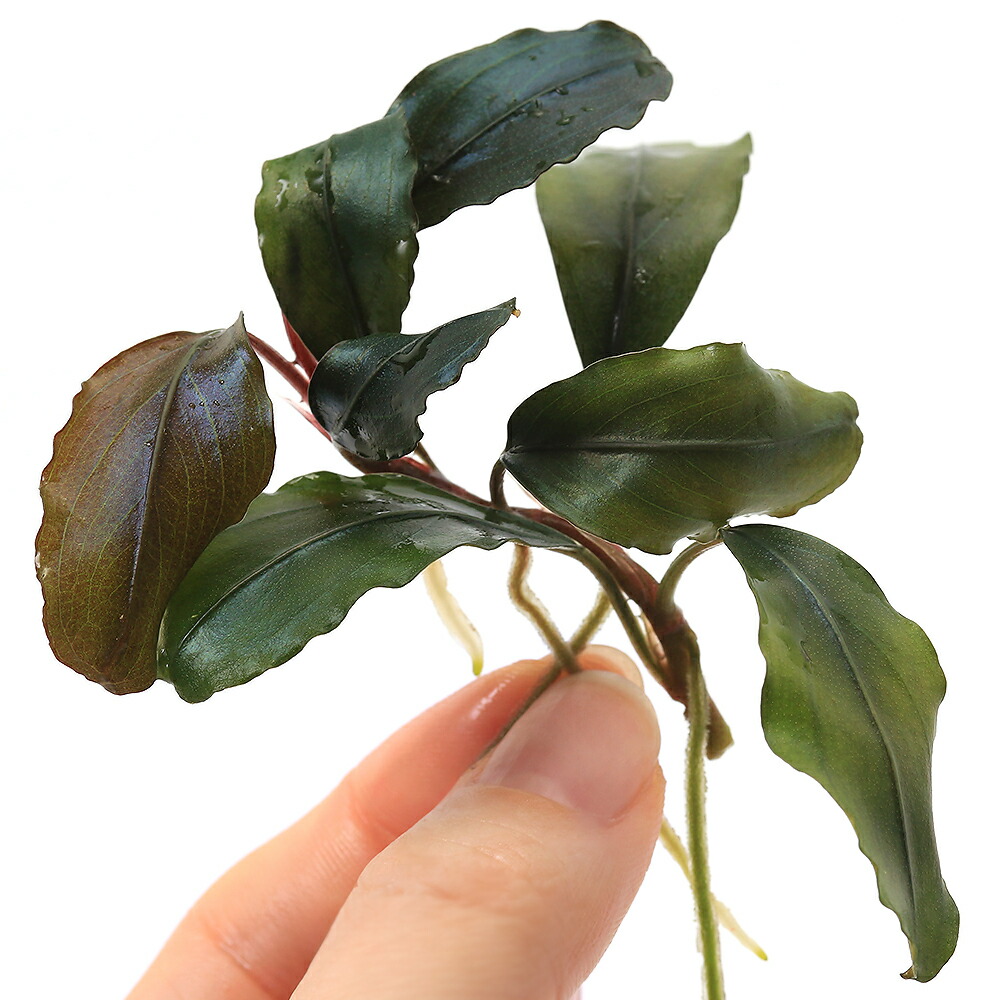 ブセファランドラ sp. ホワイト