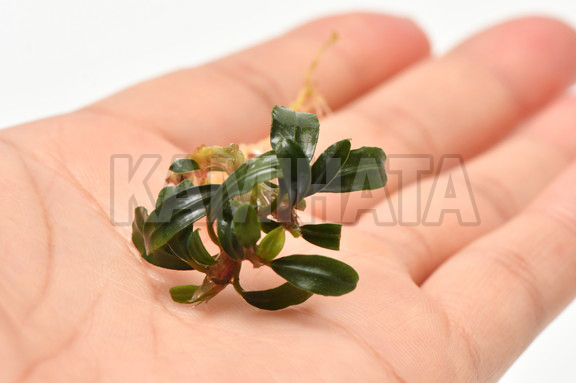 ブセファランドラ sp. ボヤン ミニ ナロー