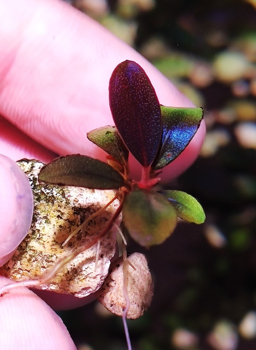 ブセファランドラ sp. ミニ ブラック カーペット