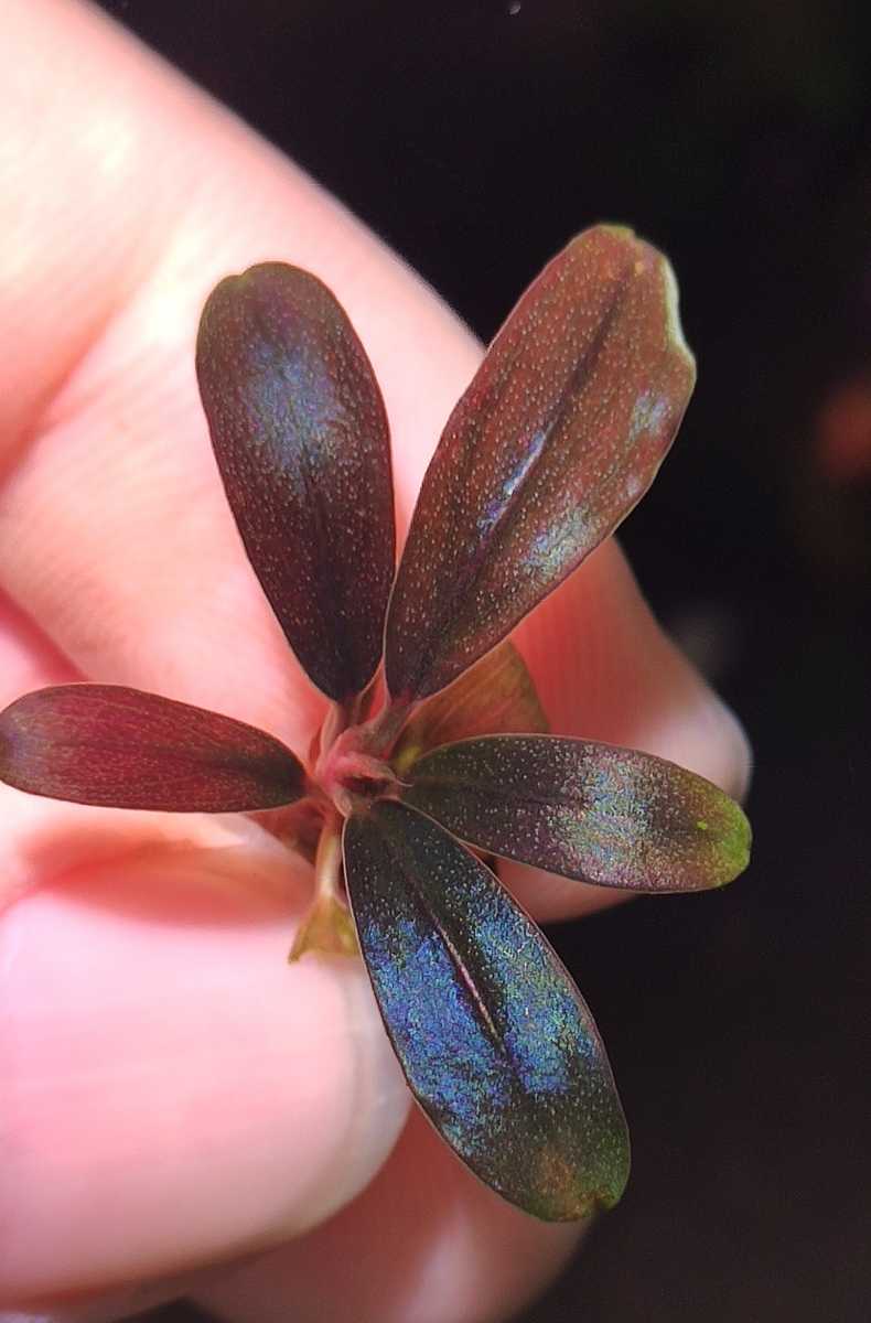 ブセファランドラ sp. レッド ミニ