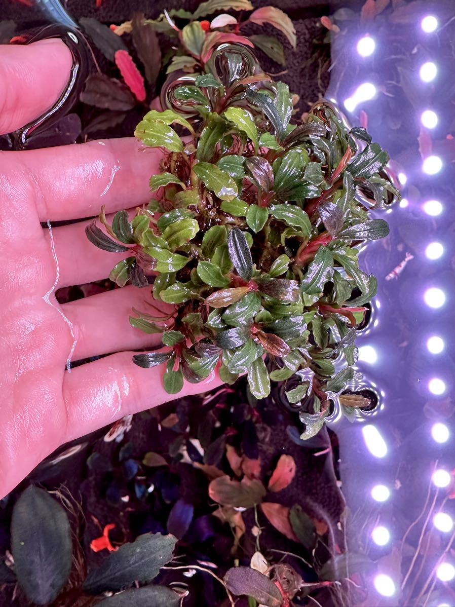 ブセファランドラ sp. レッド