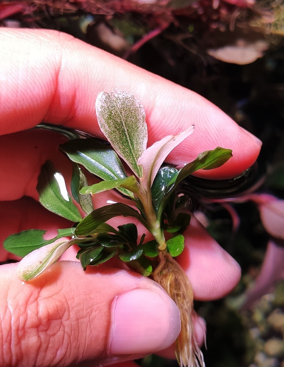 ブセファランドラ sp. 斑入 'マーブル'