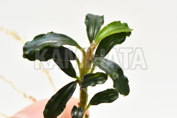 ブセファランドラ sp. BROWNIE ADINDA