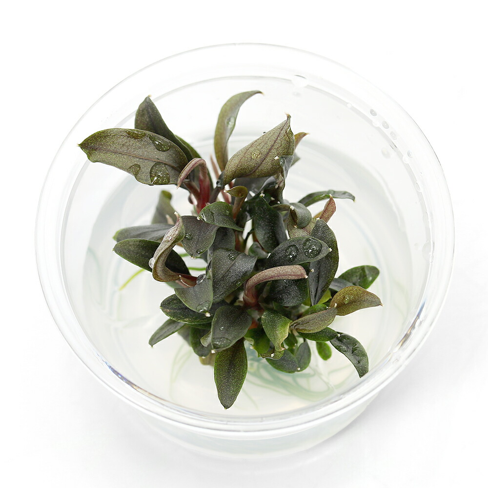 ブセファランドラ sp. Grappa red mini