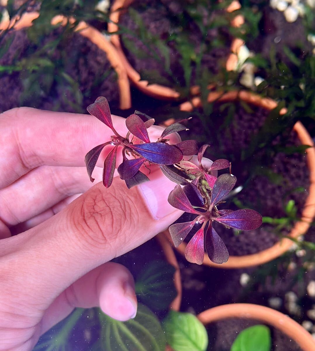 ブセファランドラ sp.