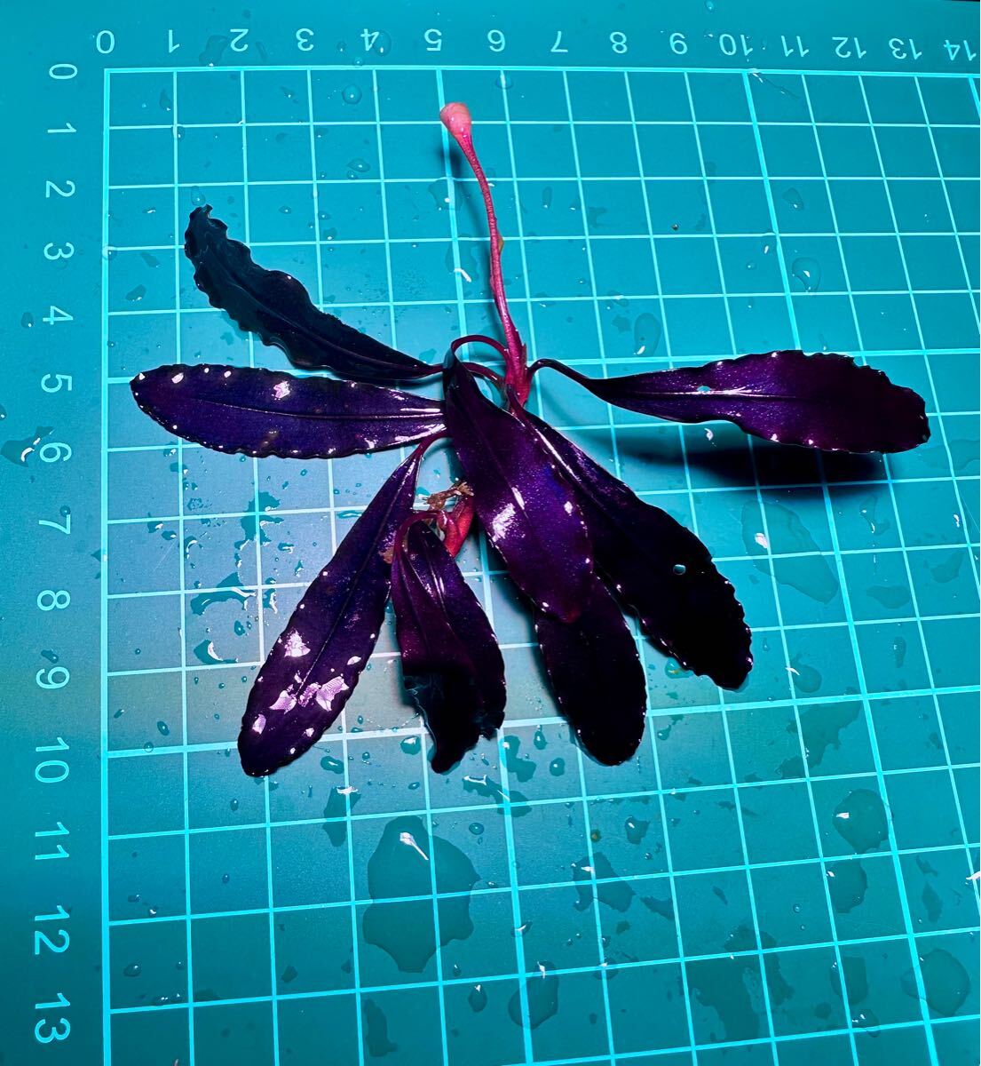 ブセsp. ブラウニーゴースト KAPUAS HULU