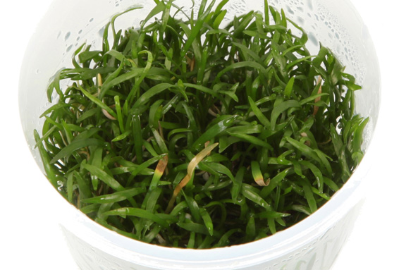 ブラジリアン コブラグラス