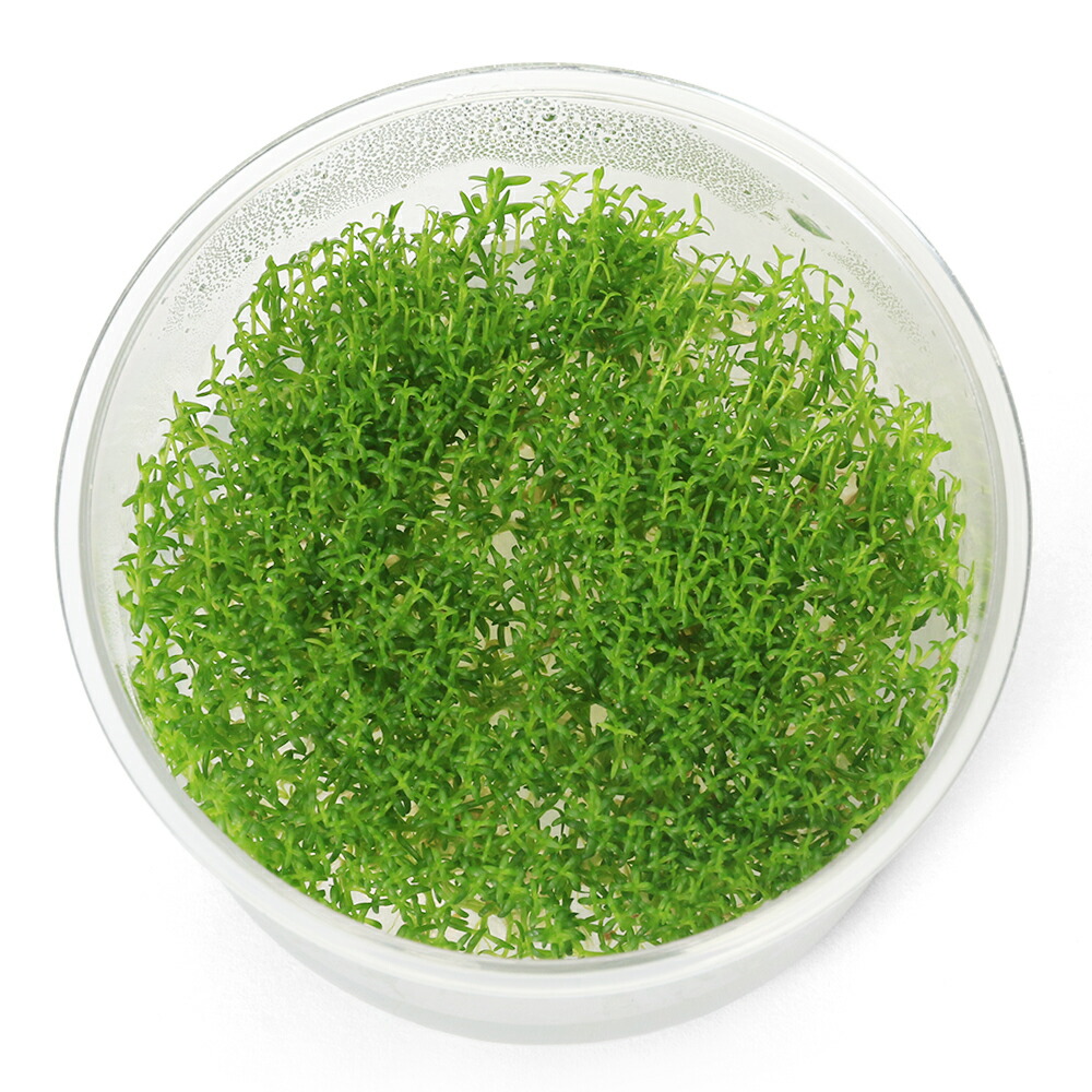 ブラジリアン フラジャイル