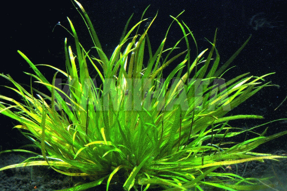 ブリクサ ジャポニカ