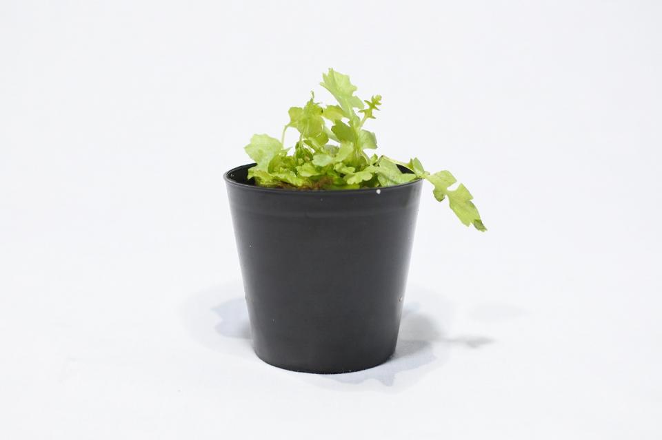 ブレクナム ブラジリエンセ ボルケーノ