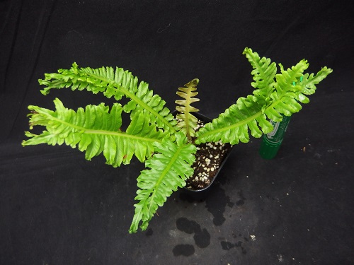 ブレクナム 'シルバーレディ'