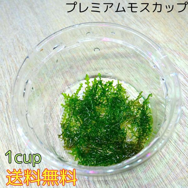 プレミアムモス