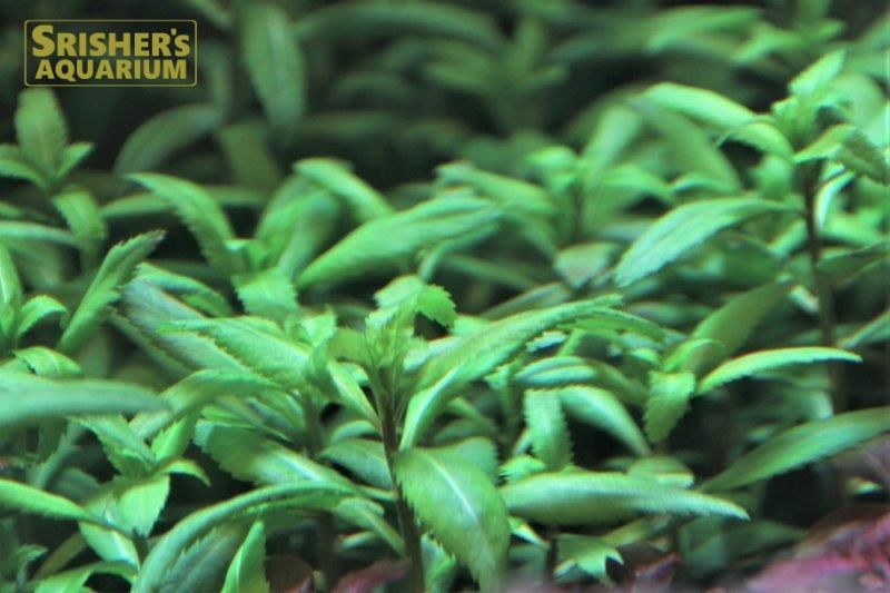 プロセルピナカ パルストリス