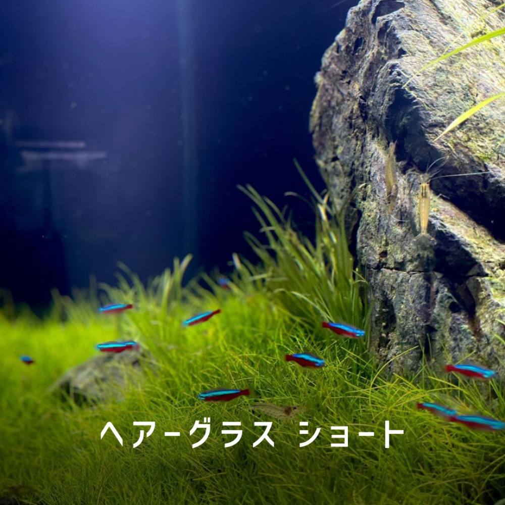 ヘアーグラス ショート