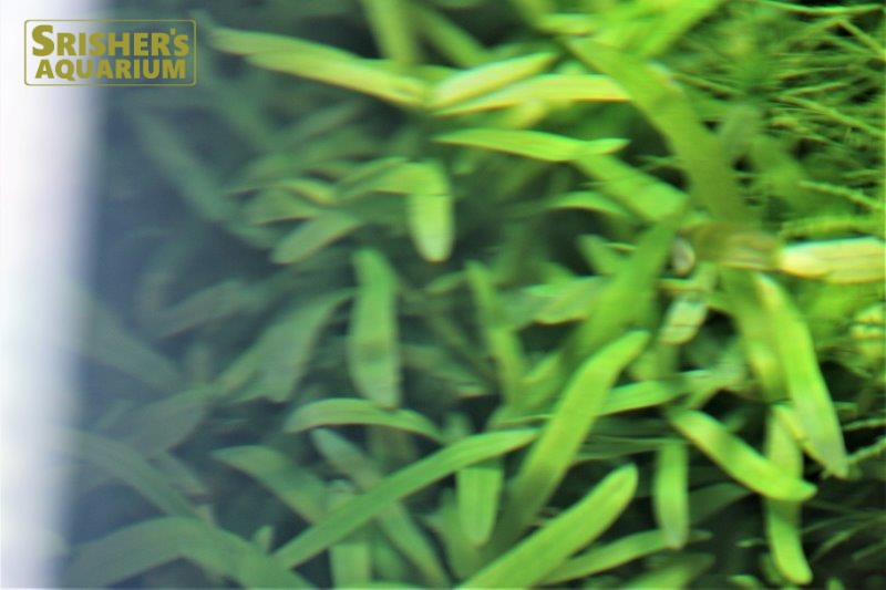 ヘテランテラ ゾステリフォリア