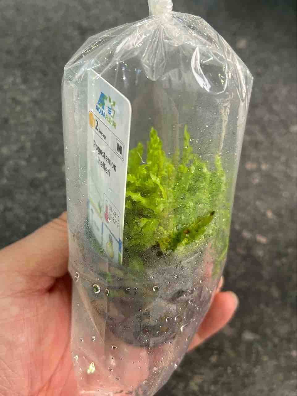 ヘランチウム テネルム ブロードリーフ