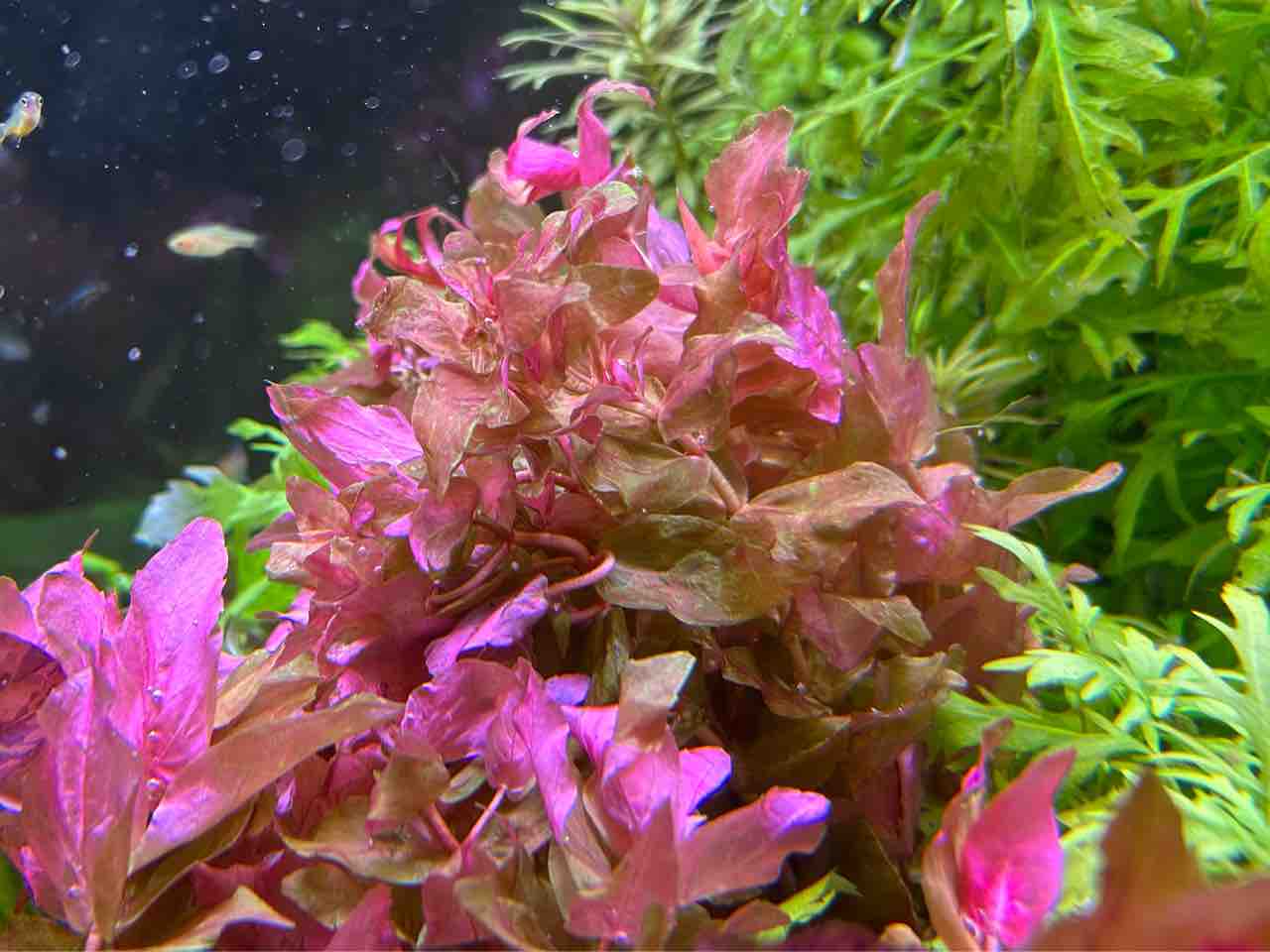 ヘランチウム テネルム ミクロ