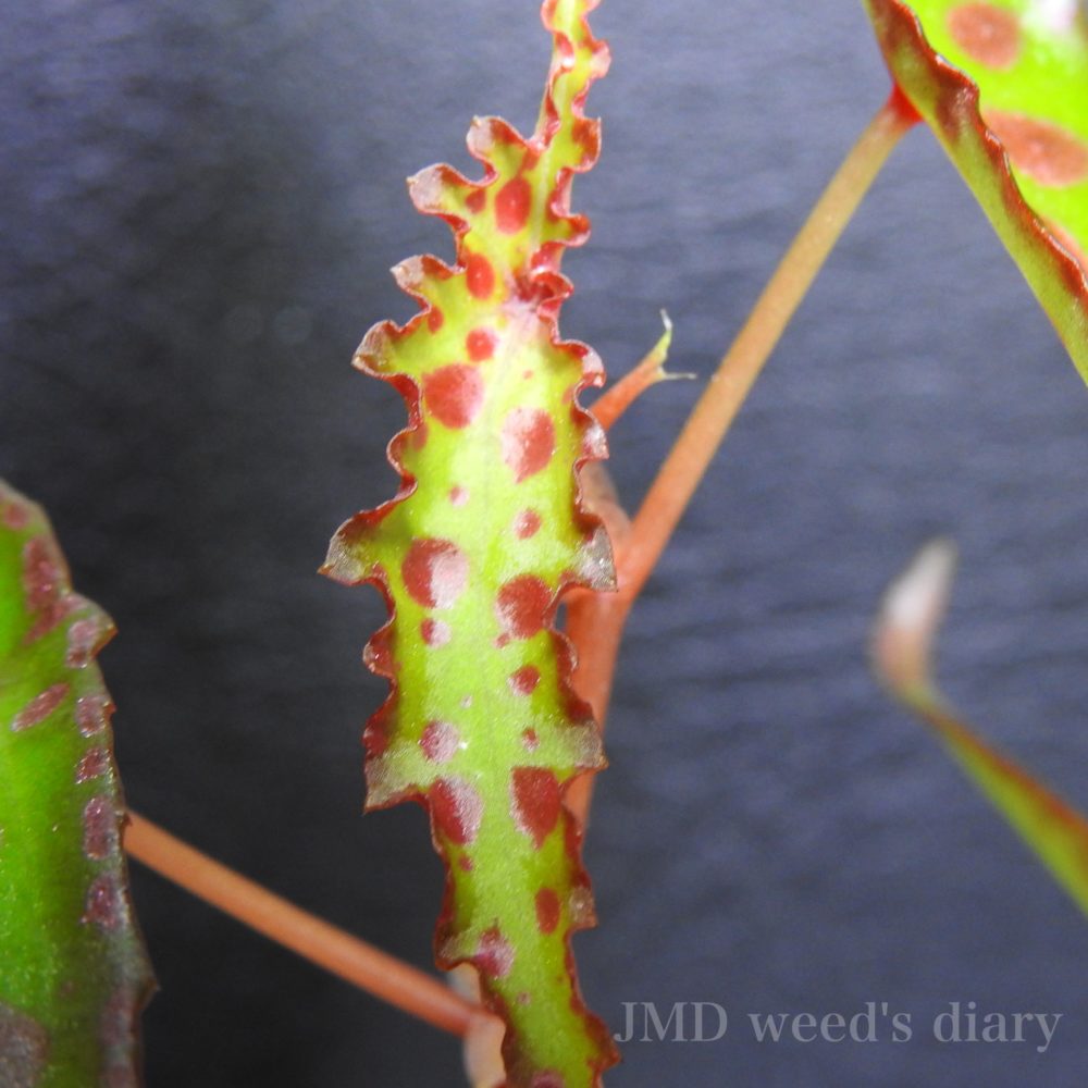 ベゴニア アンフィオクサス