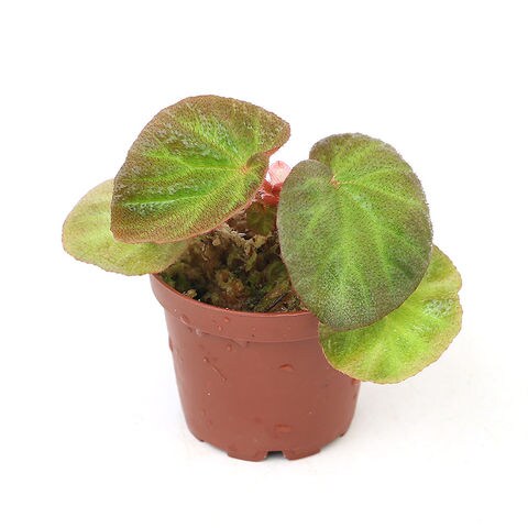 ベゴニア sp. U168