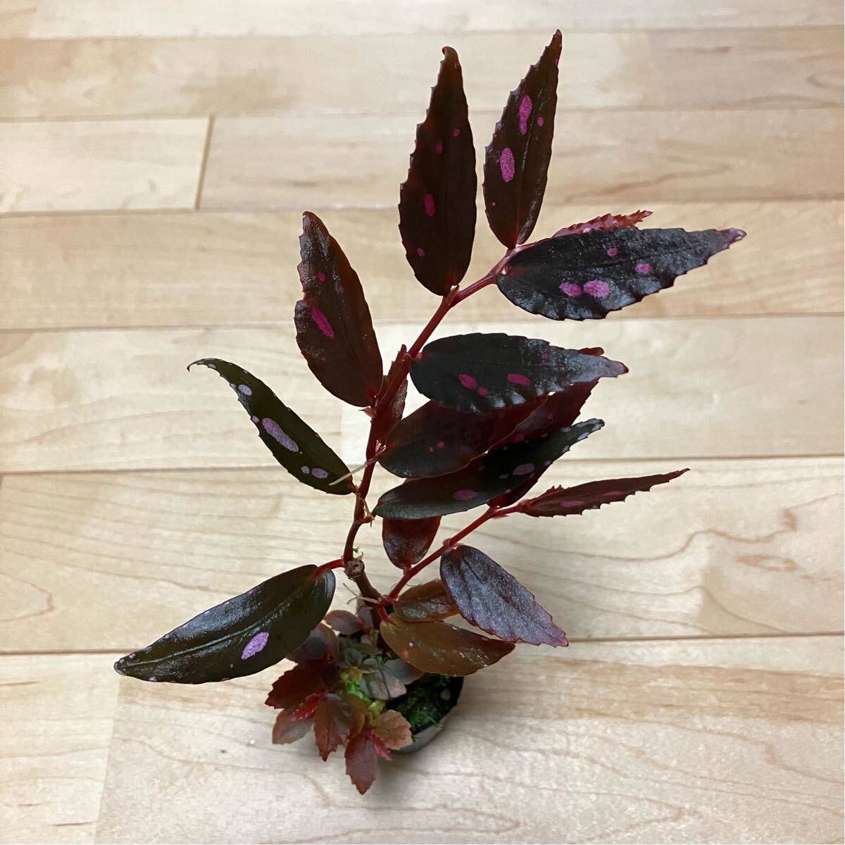 ベゴニアsp. Julau