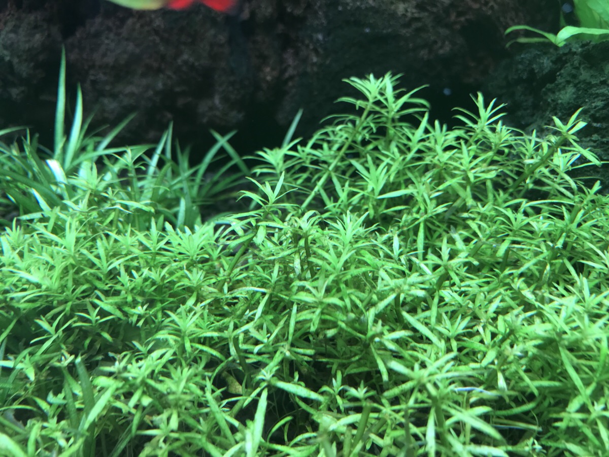 ベトナムゴマノハグサ